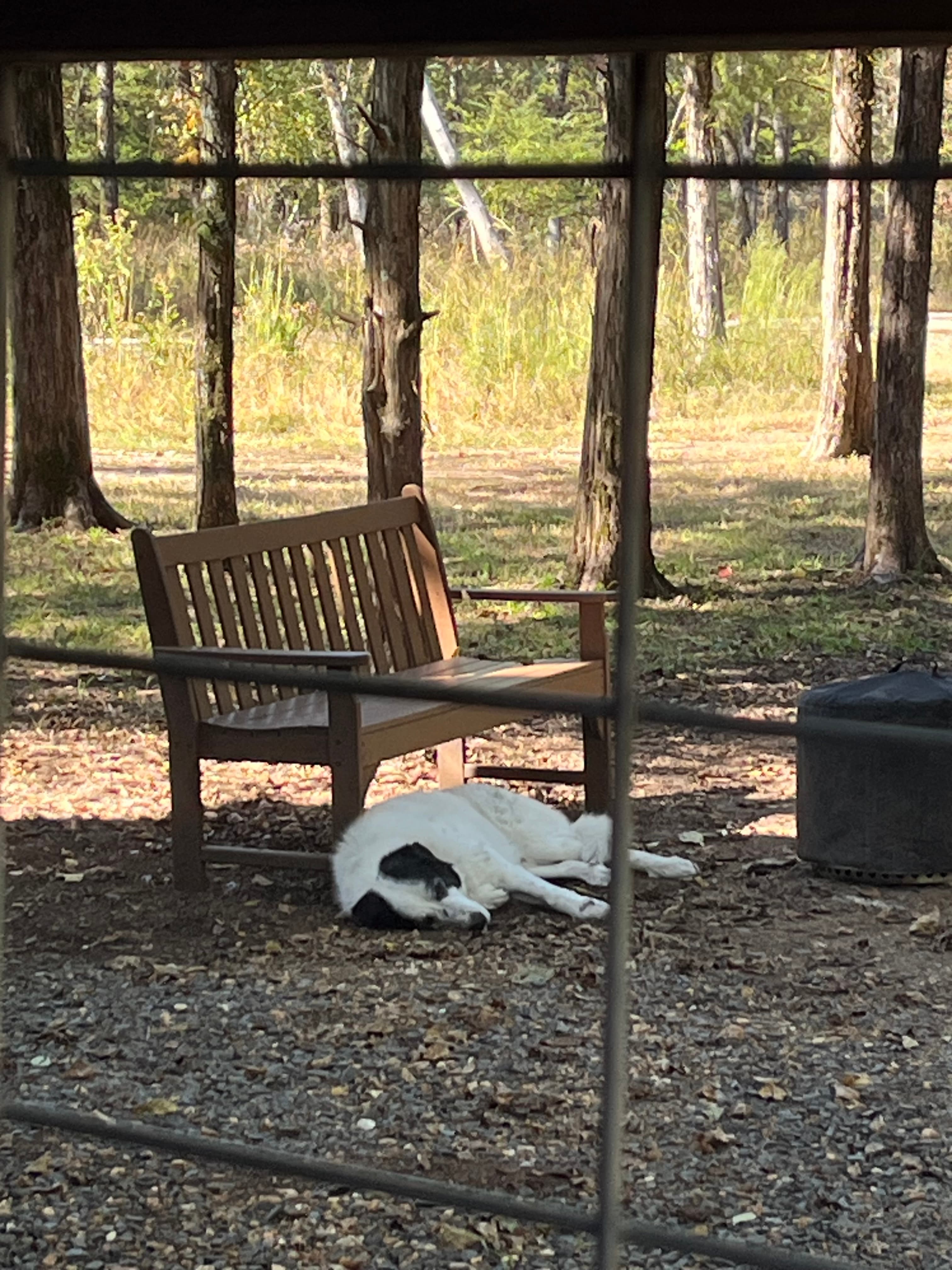 Happy pet guest 6