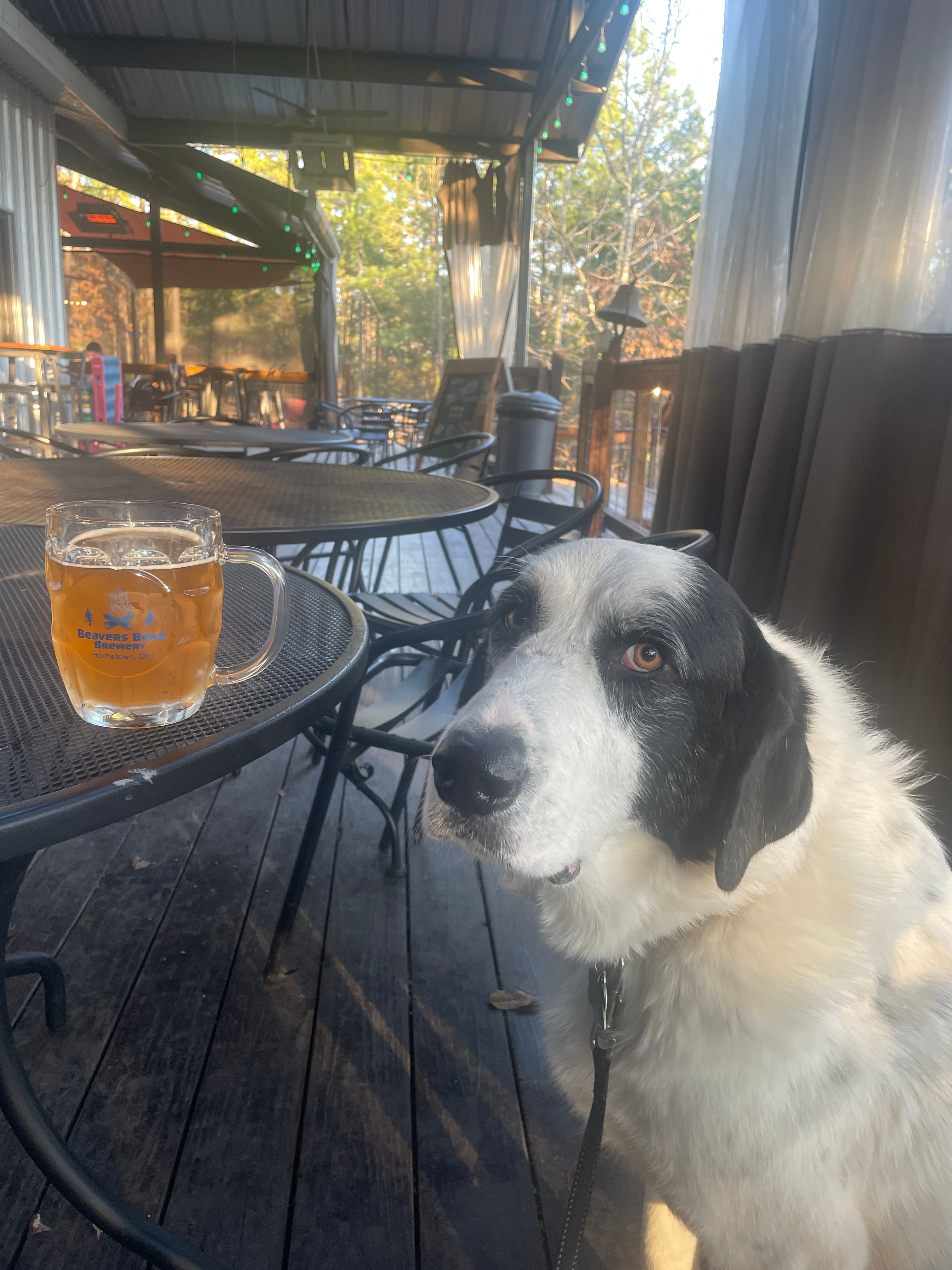 Happy pet guest 9