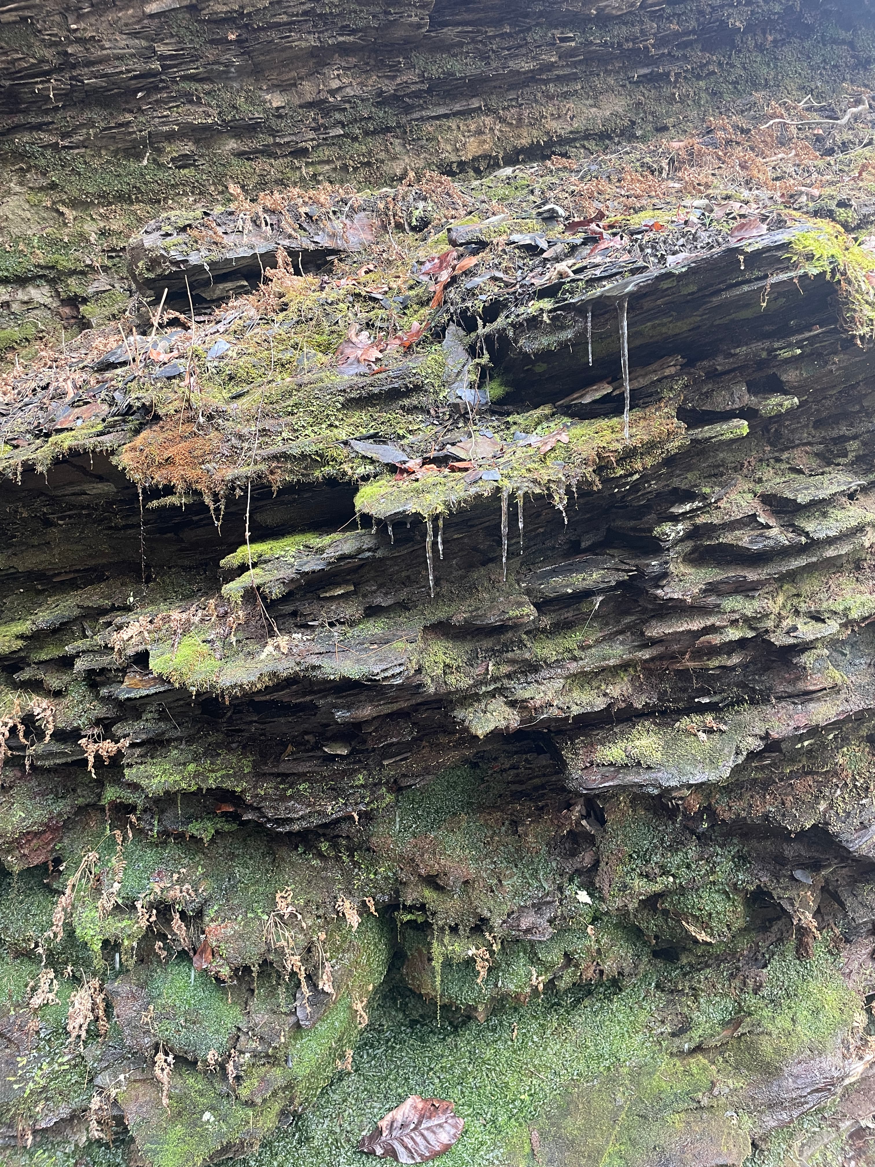 Skyline Trail photo 4